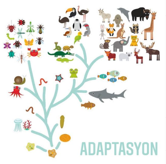 Adaptasyon