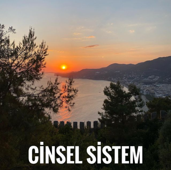 Cinsel Sistem