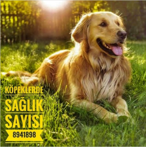 Köpeklerde Sağlık